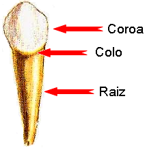 coroacoloraiz